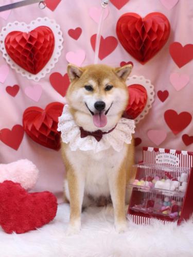 20240227マロンちゃん